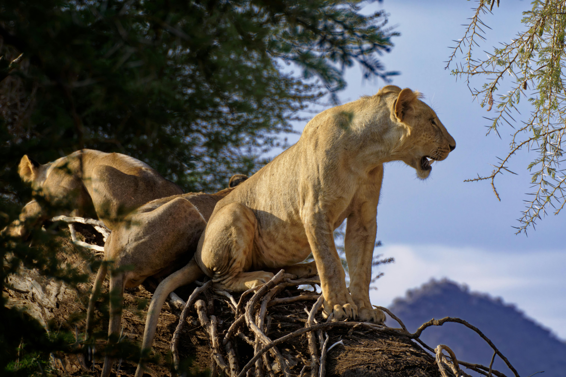 samburu national reserve.webp